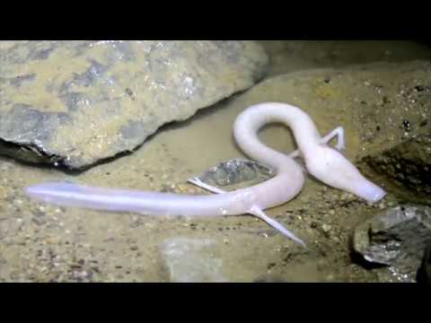 A real Olm, filmed myself in a cave! Proteus anguinus