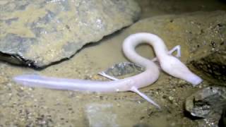A real Olm, filmed myself in a cave! Proteus anguinus