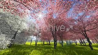Japanese Sakura Garden | Motion Graphics - Envato elements