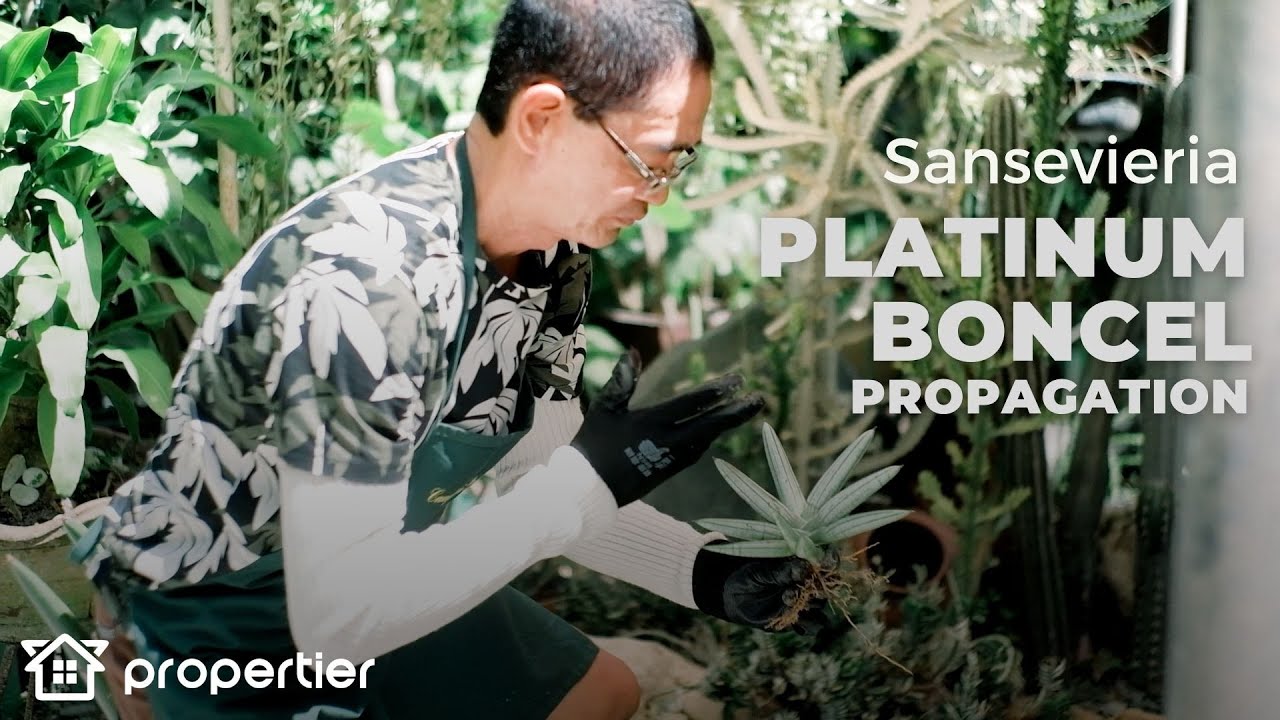 Platinum Sansevieria Boncel | How to Propagate in Less Than 5 Minutes
