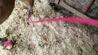 Baby horse saved from slaughter plays with grooming brush