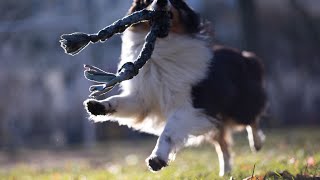 Adopting a Rescue Shetland Sheepdog An Overview of Options