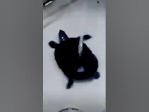 марская черепашка под имини наташка - YouTube