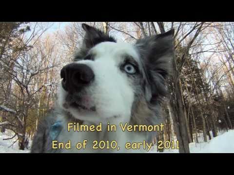 Rose - The three legged Border collie