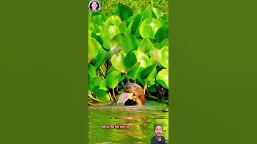 cảnh bầy rái cá liều lỉnh dám săn bắt cá sấu  #thegioidongvat #shorts#shortsvideo