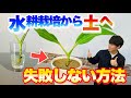 【これで大丈夫！】観葉植物を水耕栽培から土へ植え替える失敗しないコツ【園芸】【観葉植物】【ガーデニング】