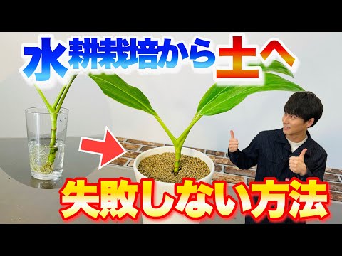 【これで大丈夫!】観葉植物を水耕栽培から土へ植え替える失敗しないコツ【園芸】【観葉植物】【ガーデニング】 hqdefault