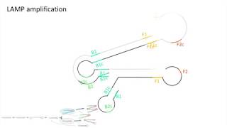 Loop Mediated Isothermal Amplification (LAMP) Animation