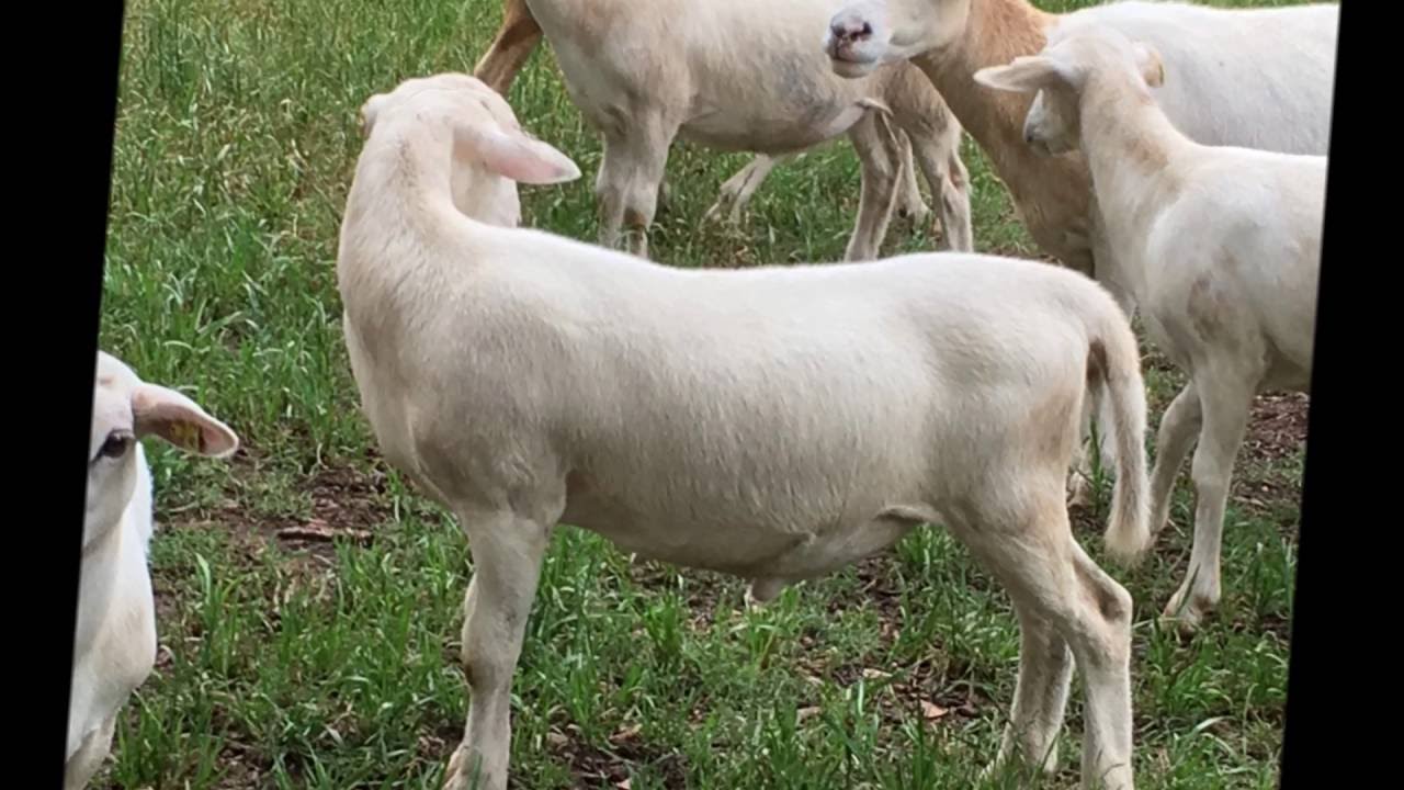 My 2016 Lamb Crop The Best Ever YouTube