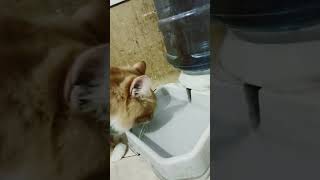 Bismillah, tq kk utk like &amp; sub nya 🙏😻 #cat #cats #meow #shorts #shortvideo #kucing #kucinglucu