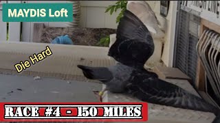 Pigeon Race #4 YB 2023 | Stumbling across the finish line.