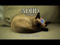 1 Hour ADHD Focus Protocol: Sleeping Cat Visuals & 528Hz Neural Alignment (No Music / Pure Tone)