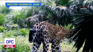Captan  a Jaguar en Parque Nacional Tulum | De Pisa y Corre