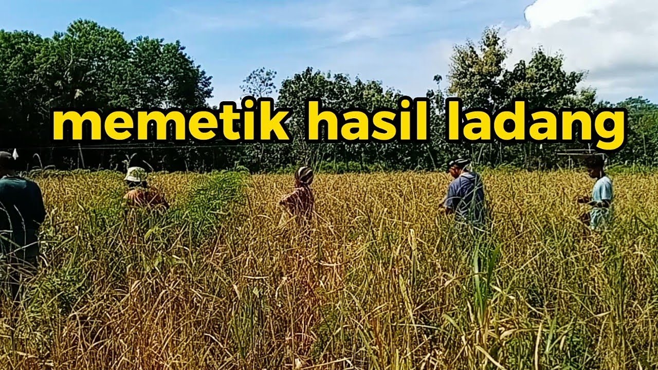 menyambut musim petik =franky & jane = vidio anak padang mali alor NTT