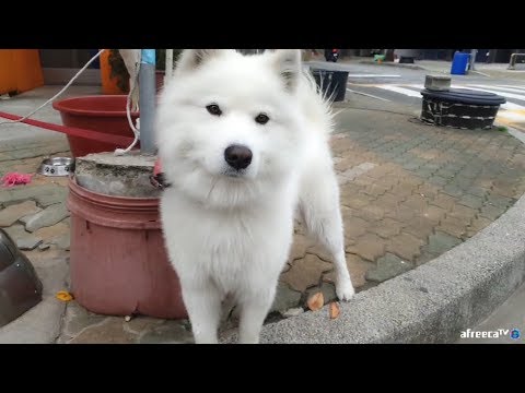 브이로그 먹방 커피/<strong>쥬스</strong>/뚝불/댕댕이랑놀기/핫도그/와플/닭꼬치/어묵  Eating Show mukbang 만능방송