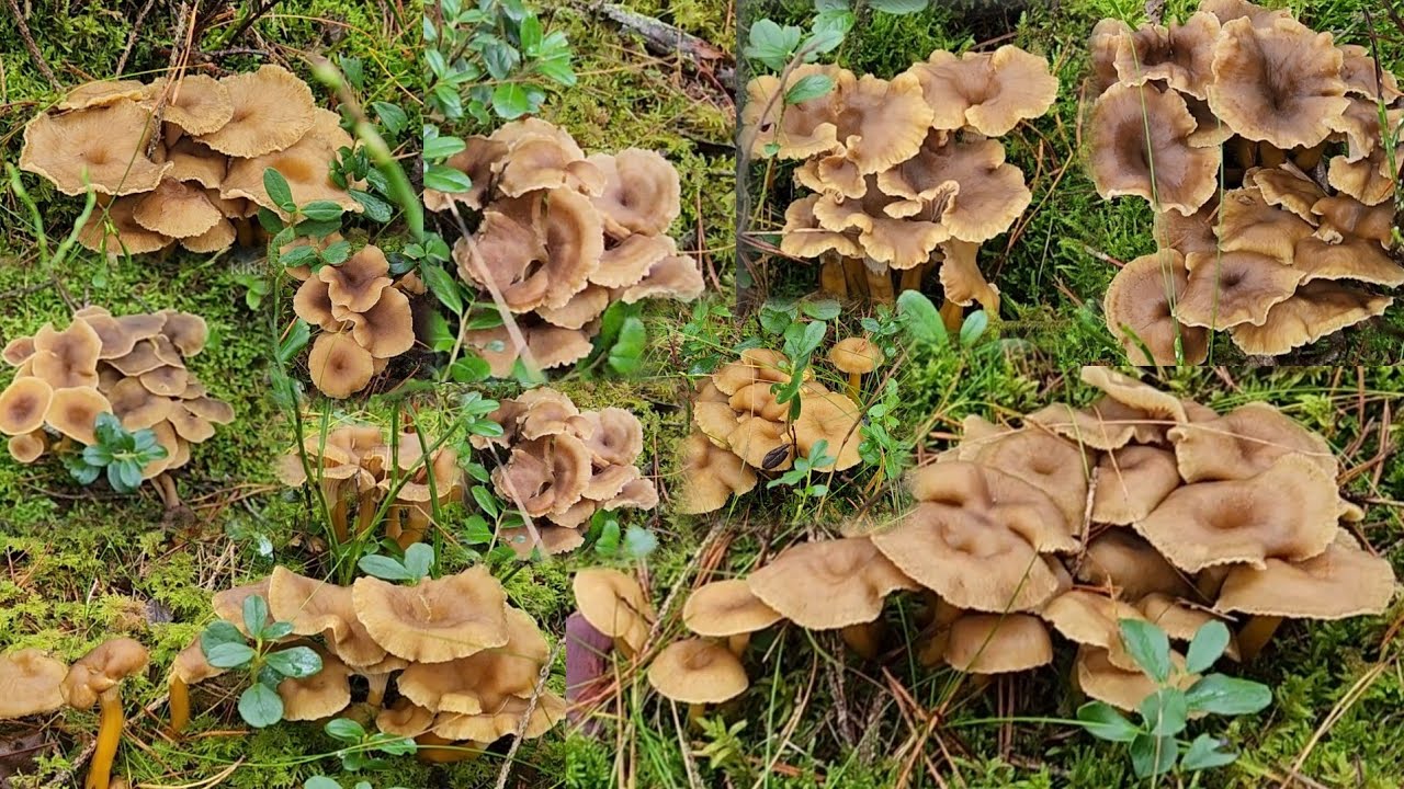 เก็บเห็ดดำป่านี้ฟินสุดมีแต่ดอกสวยๆกอใหญ่ๆ