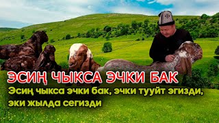 ЭСИҢ ЧЫКСА ЭЧКИ БАК