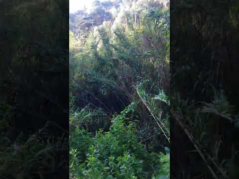 سكتور واد رمان القدوس الخروب