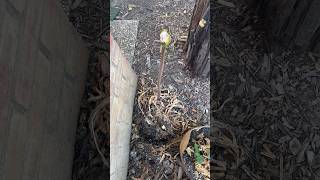 My First Naked Lady… #garden #flowerbud