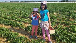 Picking Fresh Strawberries Erdbeeren Pflücken