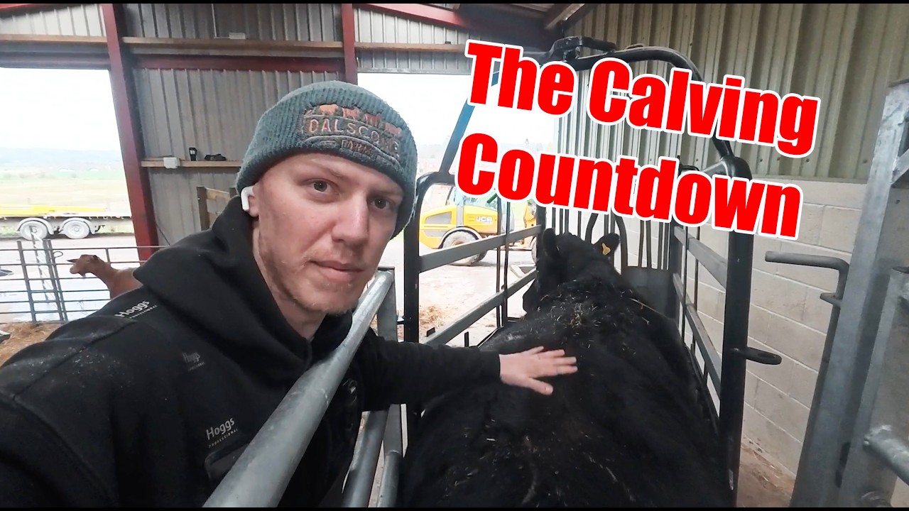 Saying Goodbye To Some Animals And Gearing Up For More Calving