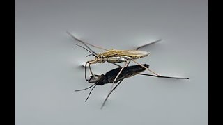 Water striders - water bugs - pond skaters
