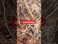 Anaconda spotted in Kenya! #anaconda #anacondachallenge #AnacondaSnake #anacondastores