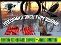 Накормил Лису каркушами. Ворона - Киборг. Засадил Porsche . Охота на серую ворону. Кроухантинг.