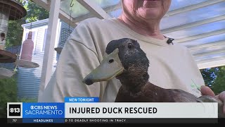 “Duckleberry Finn” on his way to clean bill of health after being found hurt at Sacramento park