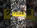 【グロ注意】公園にイワシの頭が大量に放棄されていたので報告します。中条きよしさんの嘘を添えて。このメロディーで動画にあった替え歌作って下さい。 #shorts #魚頭 #大量