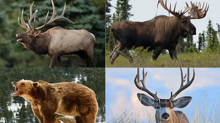 2025 Top 5 Big Game Bullets