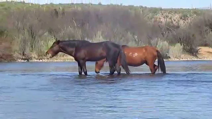 Wild Horses on the Salt River.. .By Tina Wooten