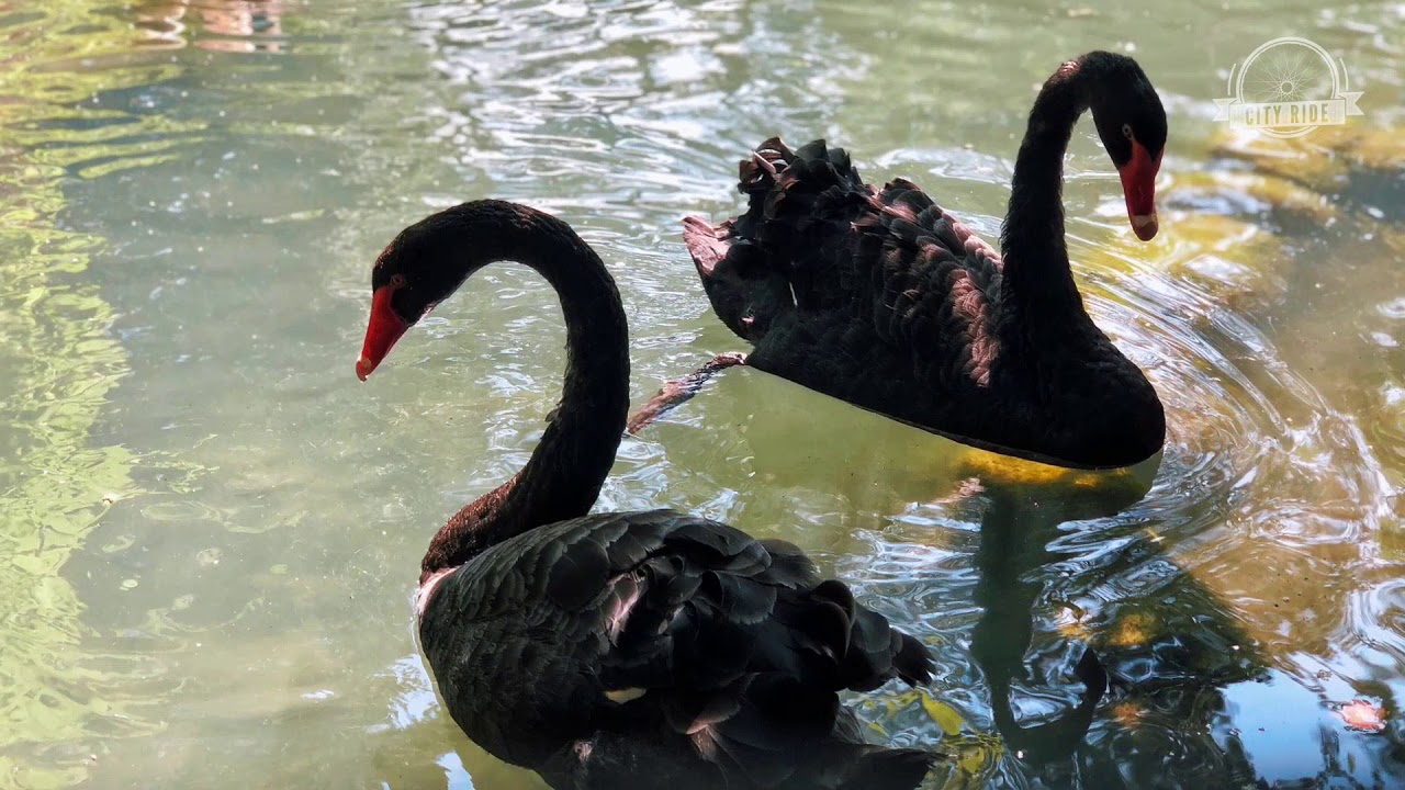 Обзор маршрута City Ride #18