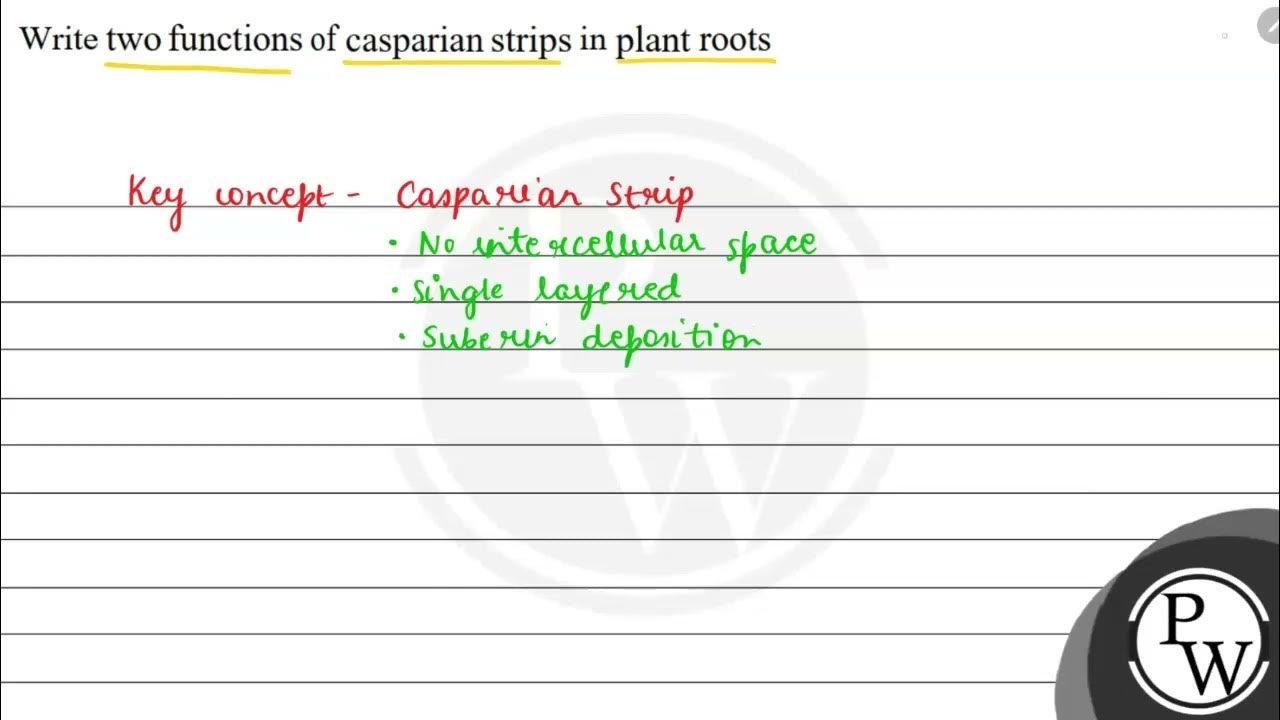 Write two functions of casparian strips in plant roots w youtube