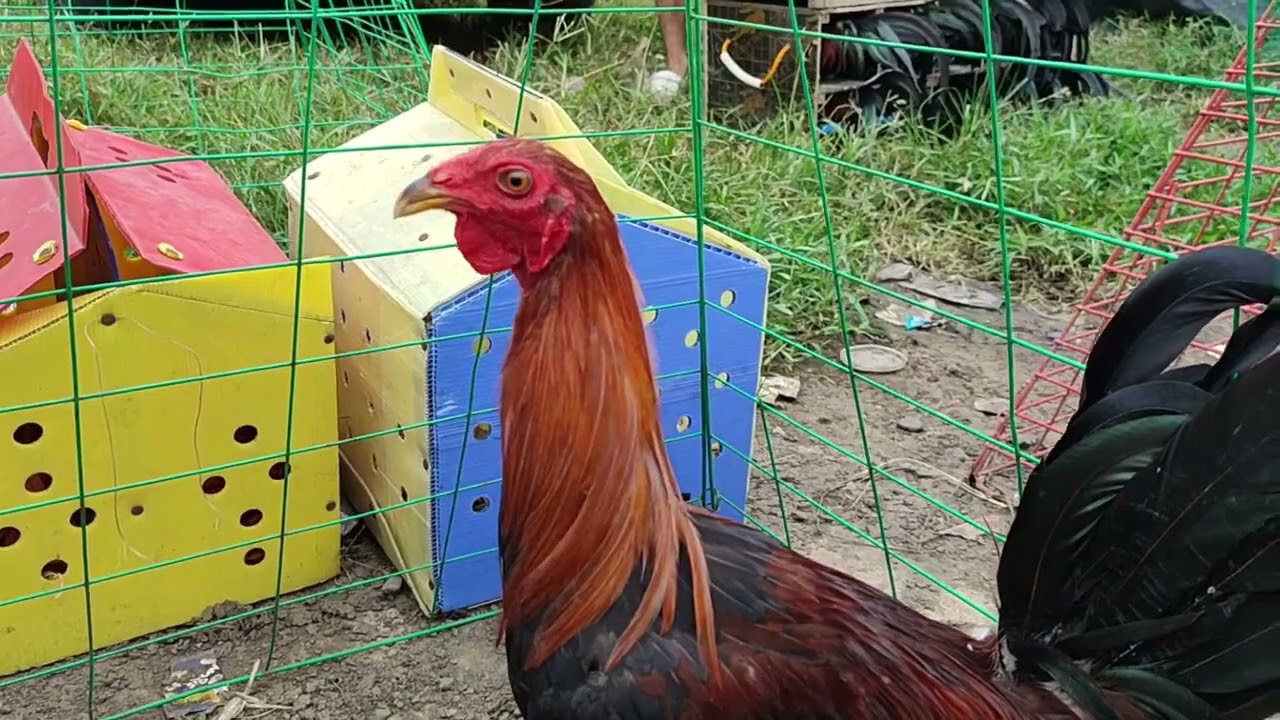 solid peruvian ni boss tony.