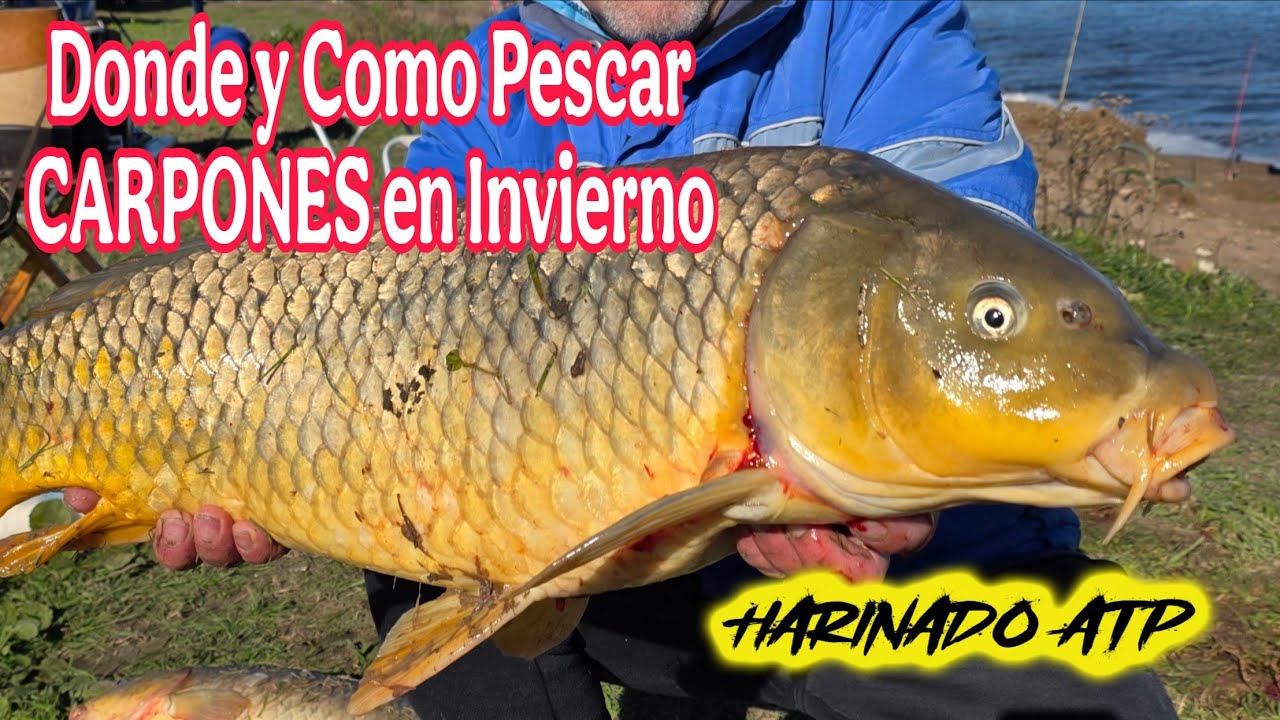 Mirá el tamaño de estos CARPONES 😳 Increíble pesca en Roque Perez  con Harinado ATP - una Locura !!
