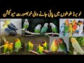 Different mutations and varities in Lovebird Parrots | Most beautiful Lovebirds in the World