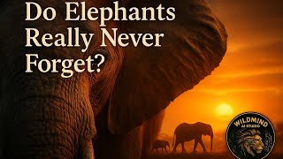 Elephants Never Forget Or Do They? The Secret Memory Of The Wild