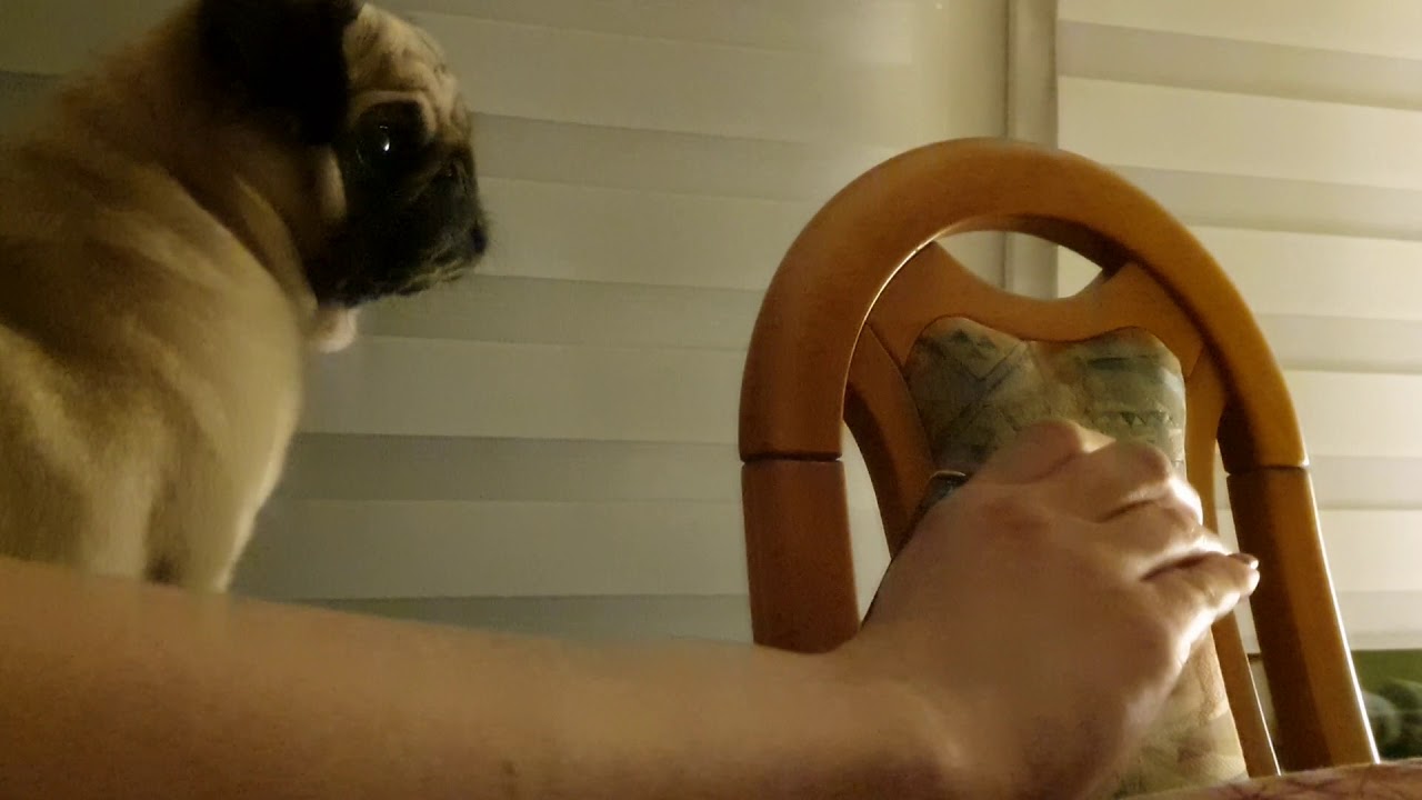 Hund reagiert auf Hunde Welpen Geräusche - YouTube