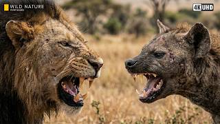 Leões vs Hienas - A Guerra Eterna da Savana Africana | Documentário Animal 4k UHD