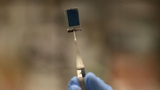 Harvard's 'bionic leaf' produces fuel using sunlight and water (Crave Extra)