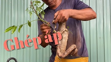 P2tập177/cách ghép thành công 100 phần trăm trên cây cóc