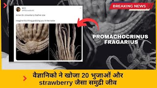 Sea Creature With 20 Arms, Strawberry-Like Body Discovered In Antarctic Ocean | Promachocrinus Ocean