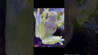 Katak Aneh Dengan Tubuh Transparan. GLASS FROG. #shorts