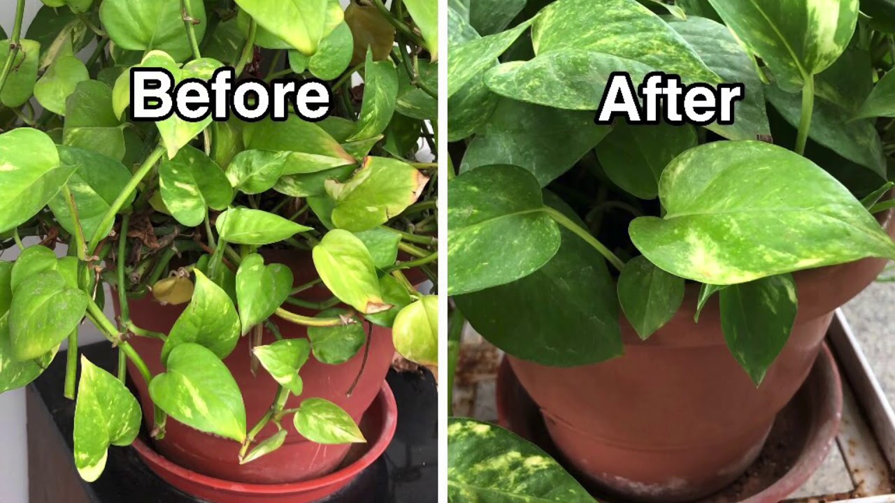 Grow Bushy Money plant || Roomies Vlogs 