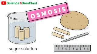 Osmosis Potato Practical