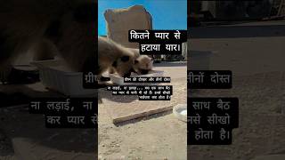 😎No fight,no rush just drinking water together with so much love#animals#monkey #monkeylove#love#yt