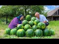 100 KG WATERMELON! Canning Watermelon Juice For The Winter in the Village!