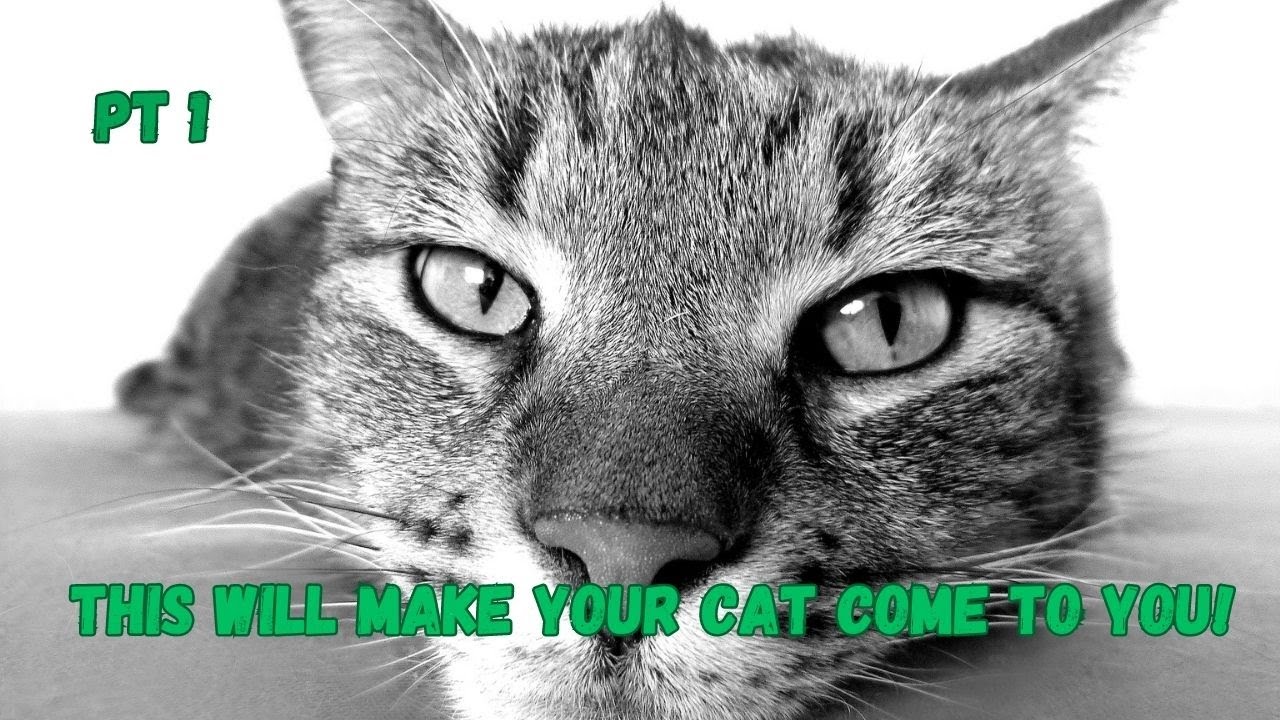 Play to make Cats come to you! (instantly attract cats) - Part 1