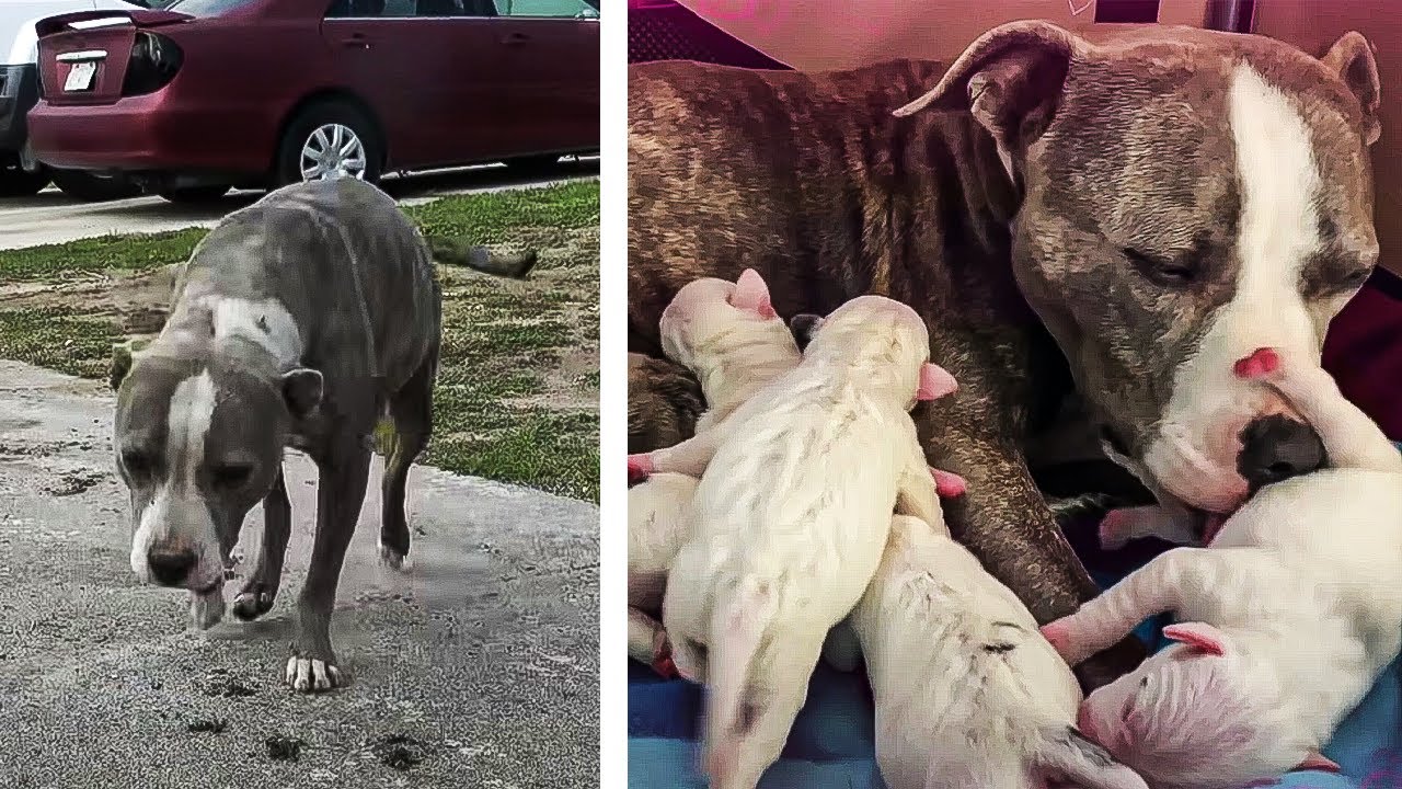 Pit bull mama on the verge of giving birth begs man for help - YouTube